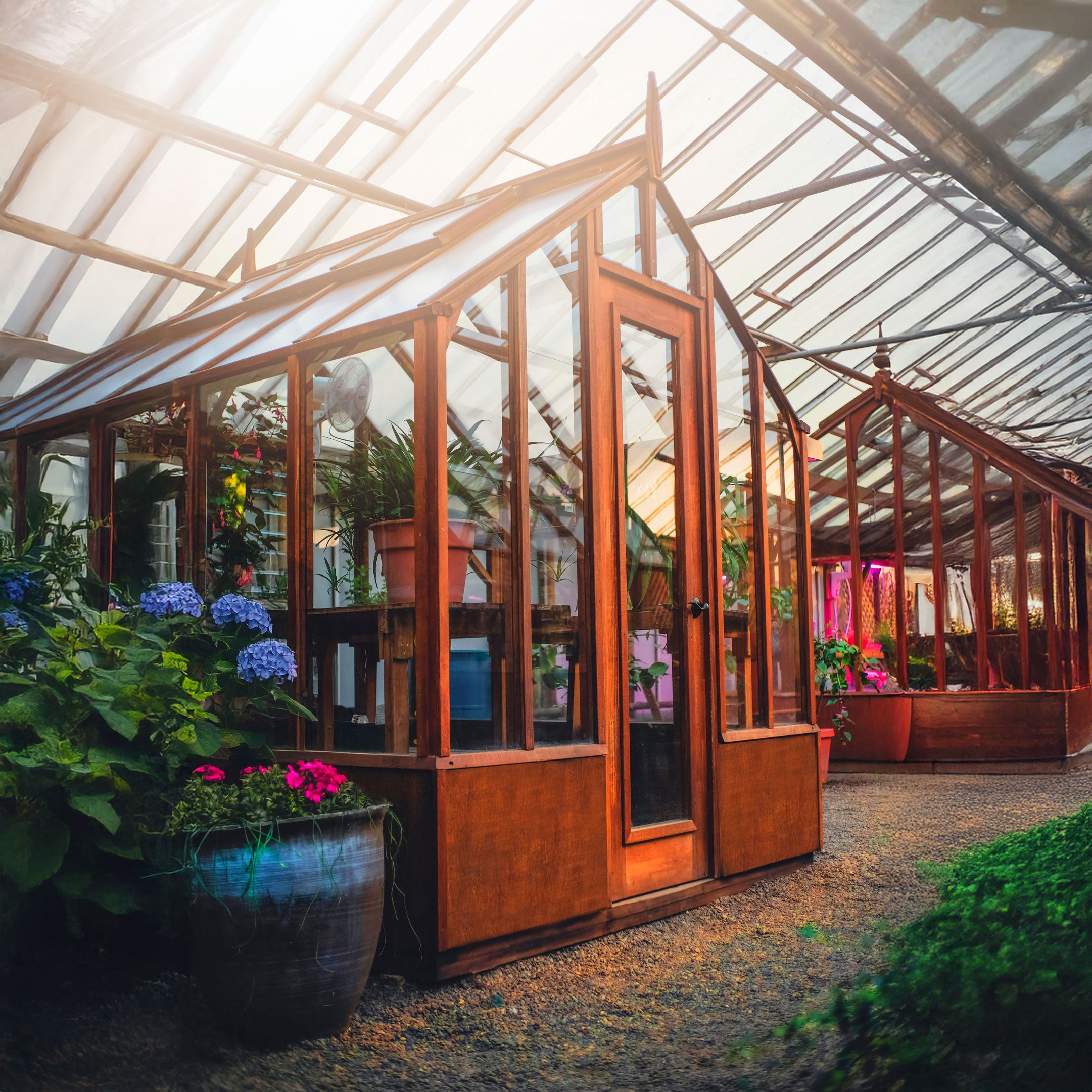 Greenhouse interior with wooden structure and plants