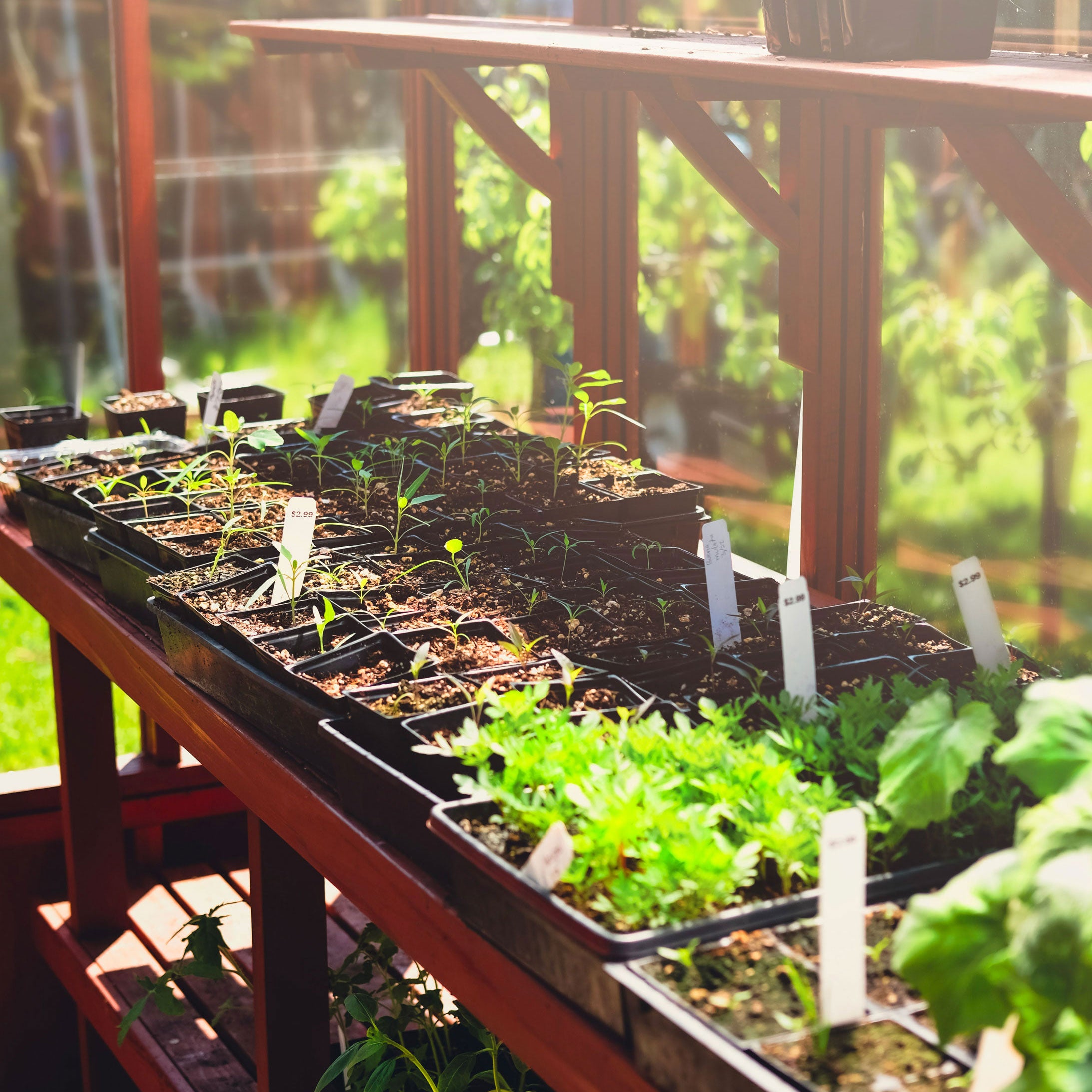 Seedlings in trays on a wooden table with a garden background