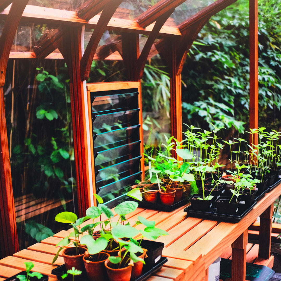Small greenhouse with seedlings on a wooden table