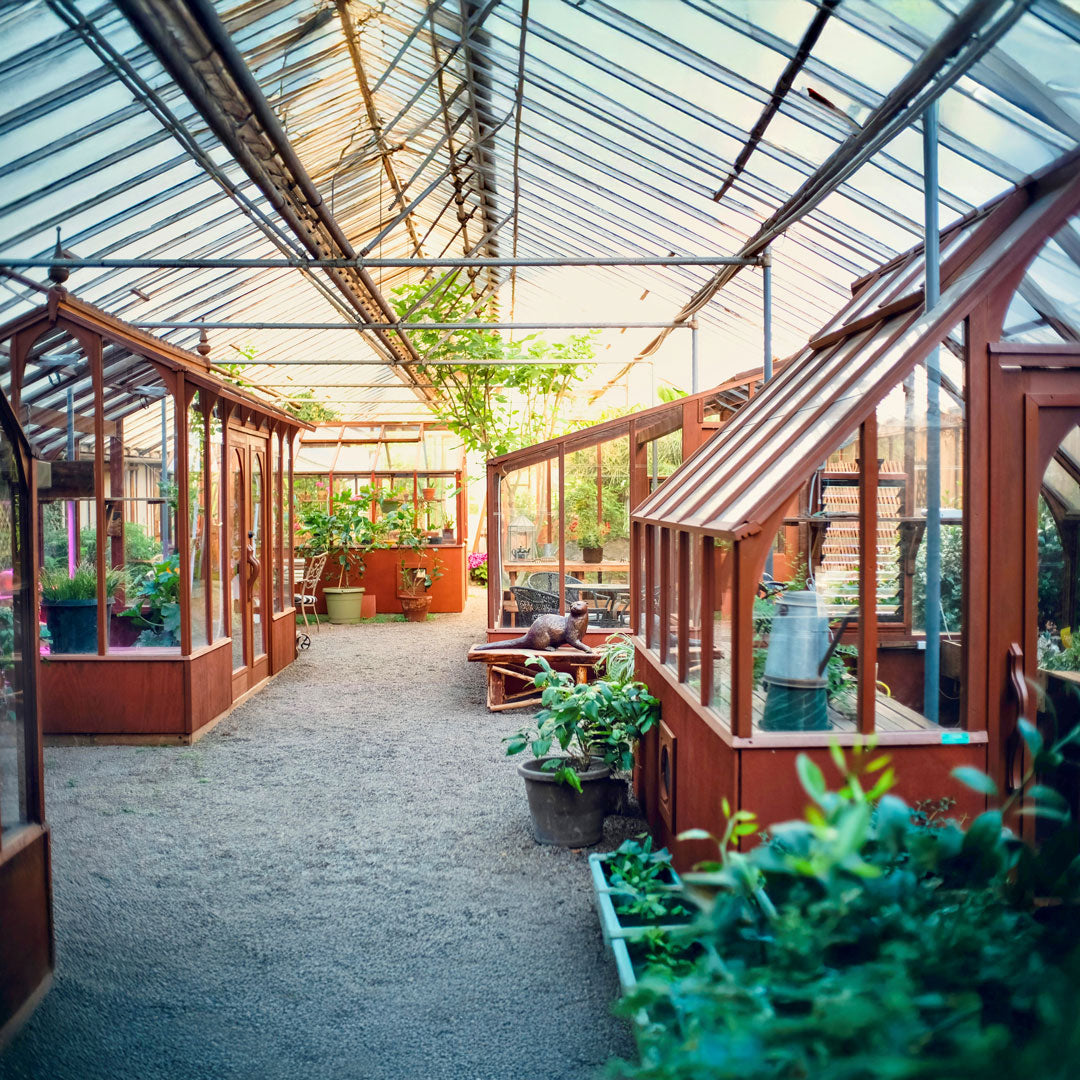 Interior of a large greenhouse with wooden frames and plants.