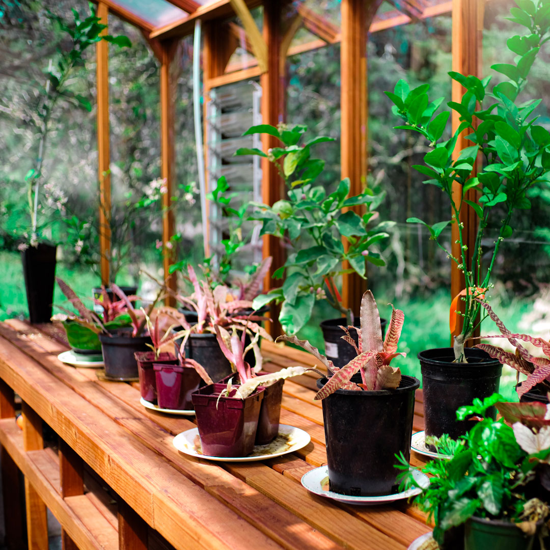 Potted plants on a wooden table inside a greenhouse